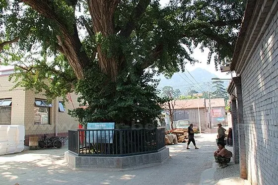In middle of the village is an over 1,000 year ginkgo tree.