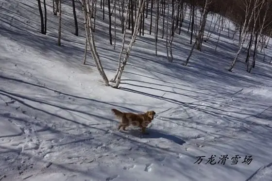 Is the dog going to ski