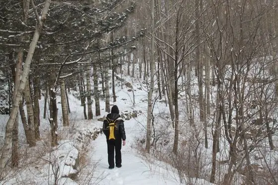 -It is a passage through the forest with trees high up and dirt road ( now snow ) on our feet as if you are walking in an enclosed corridor, hence - Jungle Corridor -.