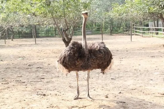 It is first time for me to have a close look at ostriches.