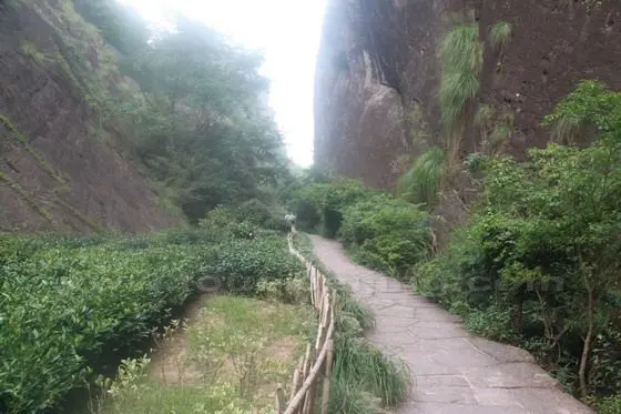 It is said that the best rock tea or Da Hong Pao grows here in the valley