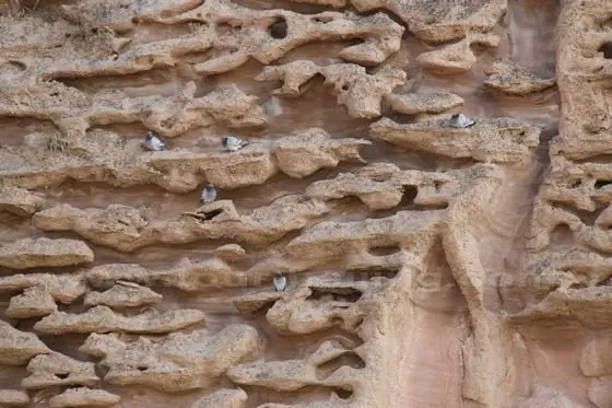 It is the nest for the water1