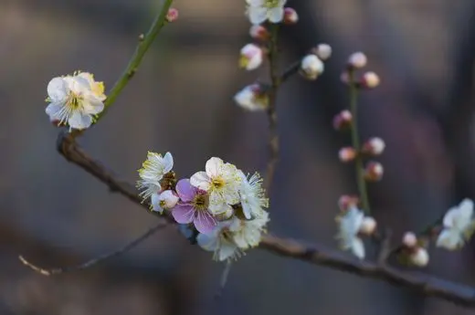 Best Time to See Plum Blossoms in Beijing