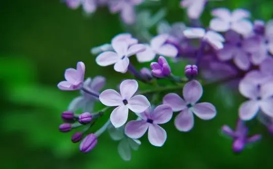 Lilac Flower
