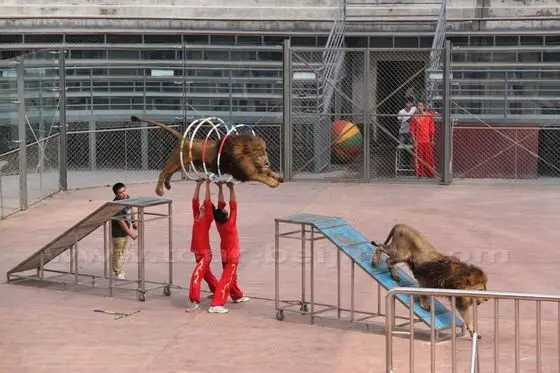 Lions are jumping through hoops