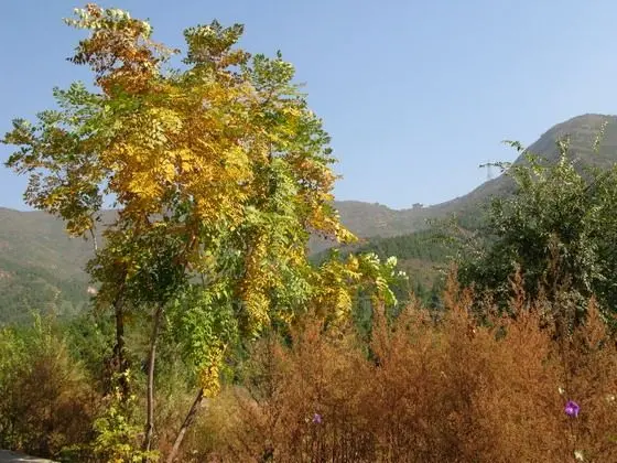 Mangshan