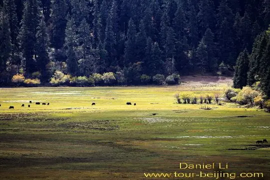 Miltang Pasture