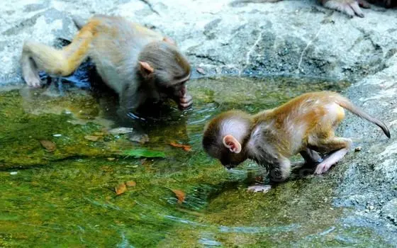 Monkey Island