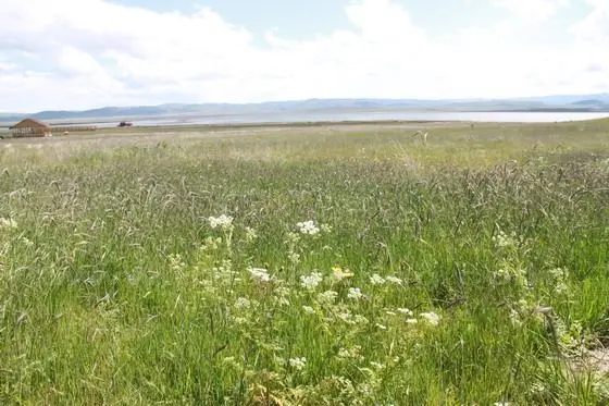 More wildflowers around the lake