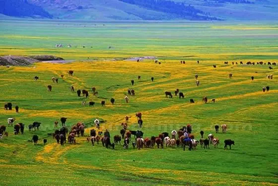 Mount Nan Pastures