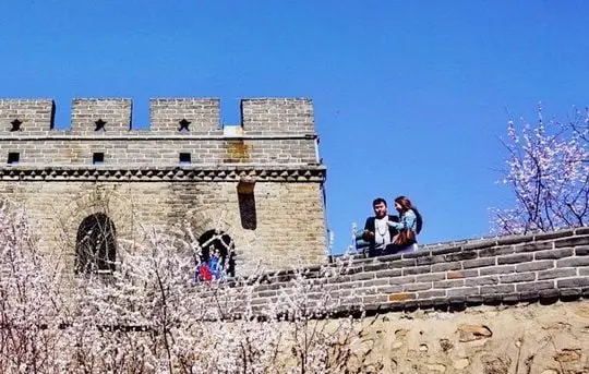 Apricot Blossoms at the Badaling Great Wall