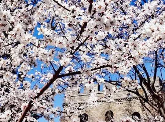Apricot Blossoms at the Badaling Great Wall