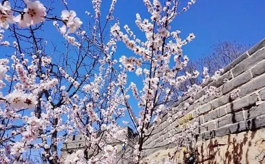 Apricot Blossoms at the Badaling Great Wall