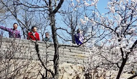 Apricot Blossoms at the Badaling Great Wall