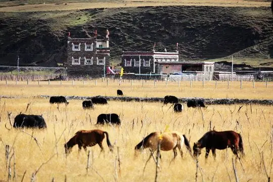 Muya Tibetan houses