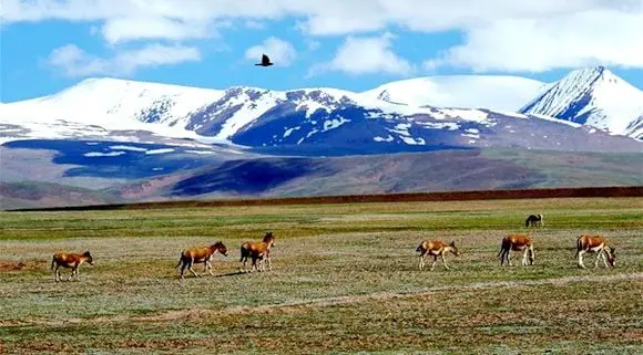 10 Most Beautiful Grasslands in China