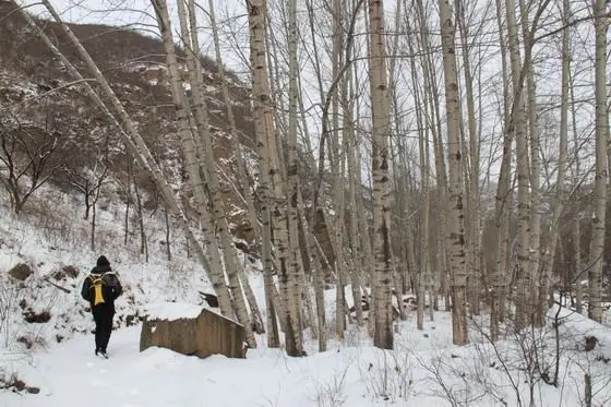 North of the reservior, there is a small forest with talls trees