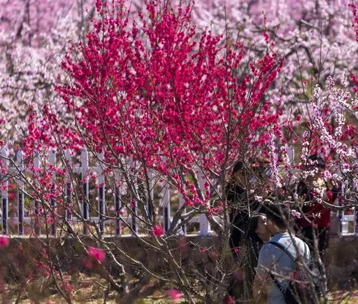 Kissing in the sea of peach blossoms
