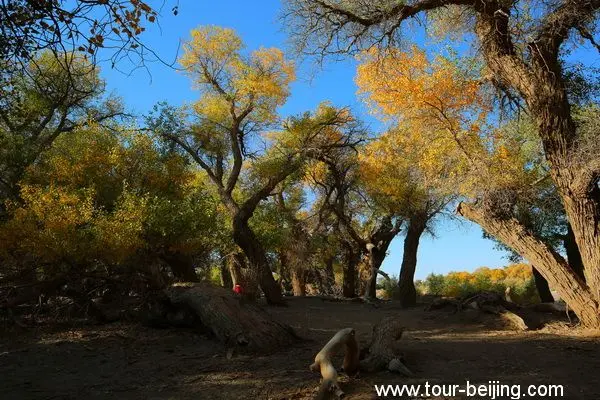 Populus Forest in Ejin Banner (Tips, Photos & Map)