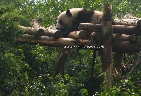 Chengdu Research Base of Giant Panda Breeding (Tips, Photos & Map)