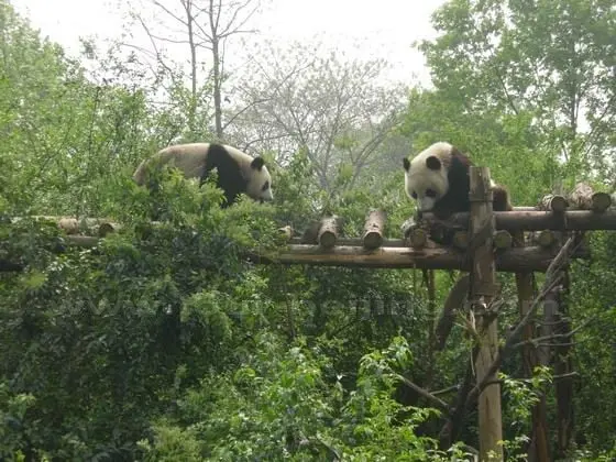 Pandas at play