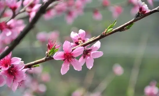 Peach Flowers