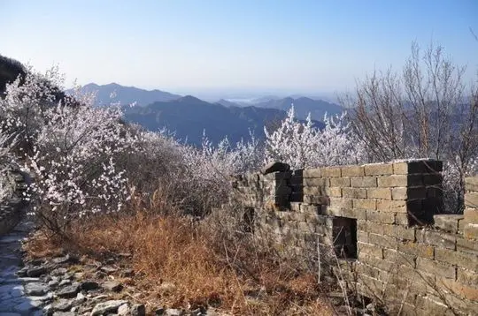 Peach blossoms on the rugged Wall