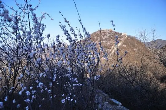 Peach blossoms on the rugged Wall