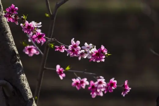 Peach flowers against sunlights
