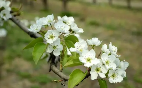 Pear Blossoms