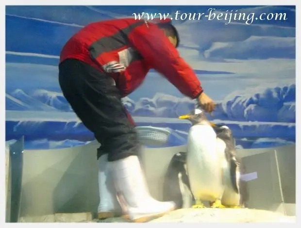 Top Things to Do in Winter in Harbin (Tips, Photos & Maps)