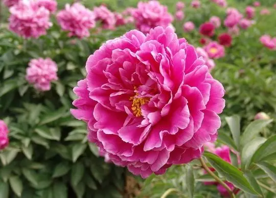 Peony Flower