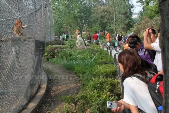 People are watching several jumping golden monkeys at the Golden Monkey Cage House