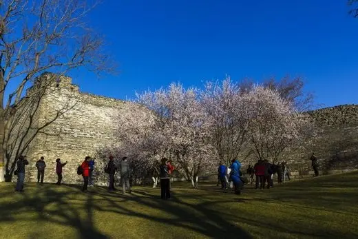 Best Time to See Plum Blossoms in Beijing