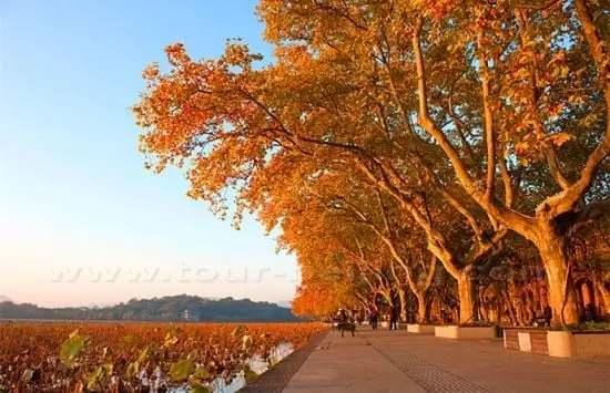 Best Places to See Autumn Leaves in Hangzhou