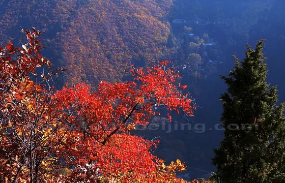 Red Colors at Xinglong Mountain National Nature Reserve