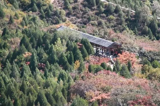 Red leaves are nestled in the pine tree dominated area
