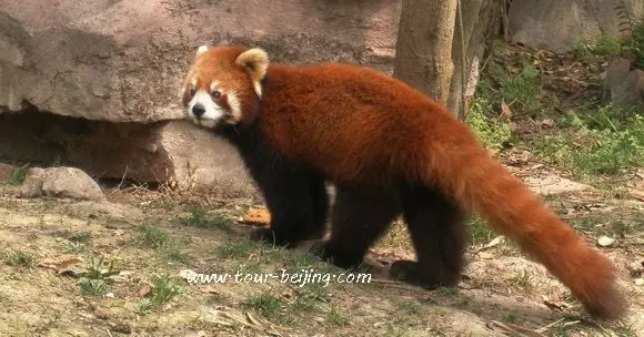 Chengdu Research Base of Giant Panda Breeding (Tips, Photos & Map)
