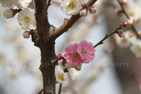 Plum Blossoms