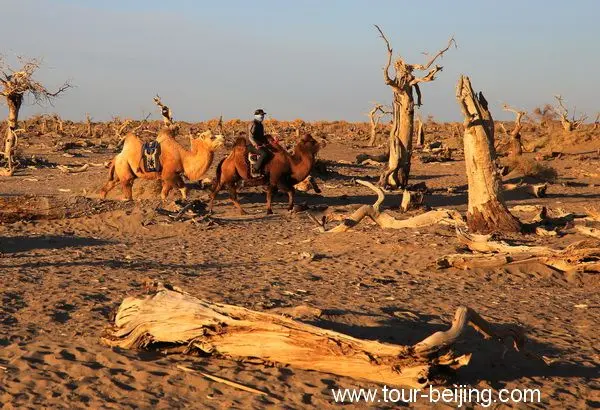 Guai Shu Lin in Ejin Banner, Inner Mongolia (Tips, Photos & Map)