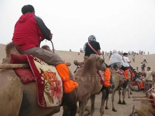 Riding a camel