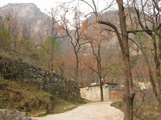 Ripe persimmons and the valley