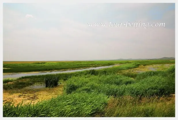 Jinlianchuan Grassland (Tips & Photos)