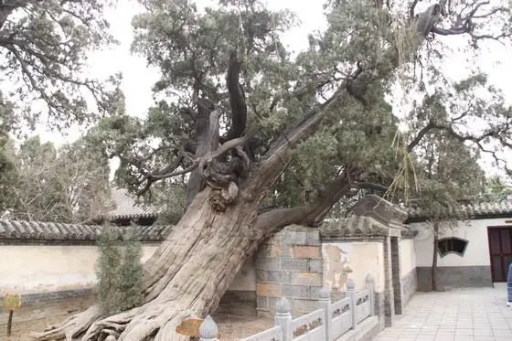 Second General Cypress