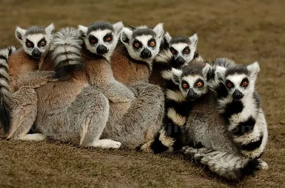 Shanghai Wild Animal Zoo