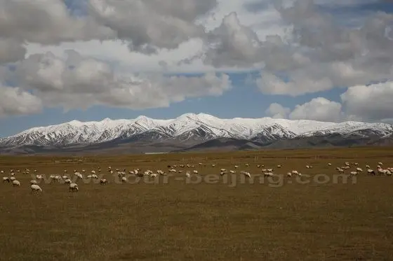 Snow shrouded mountains, brown grasslands and glazing sheep