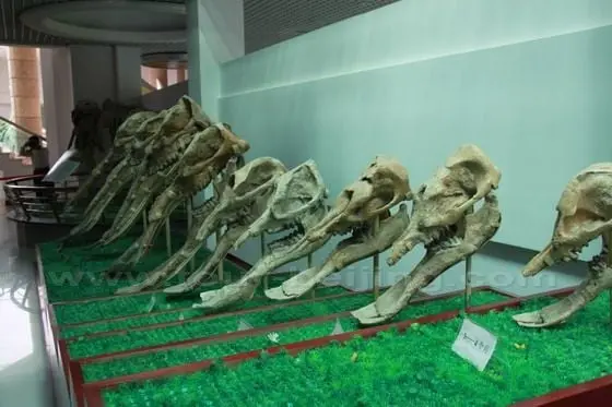 Shovel elephant fossils