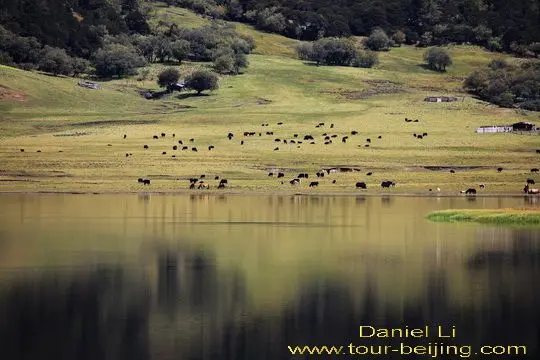 Tibetans are grazing their yaks, sheep and horses