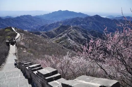 Spring flowers at Mutianyu Great Wall