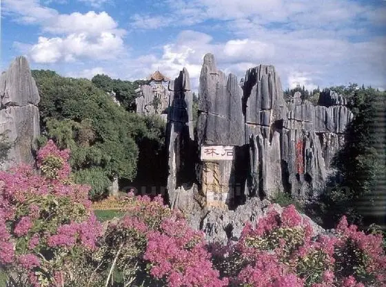 Stone Forest